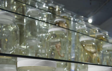 Ballengee Collapse 2012 Mixed Media Installation Detail 3