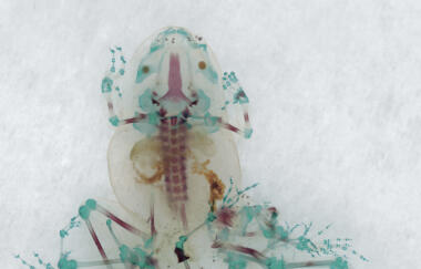 Ballengee Dfa117 Galatee 2001 7