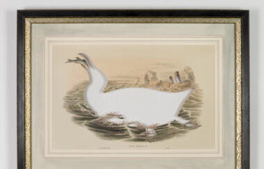 Ballengée Rip Great Auk After John Gould 1873 2014