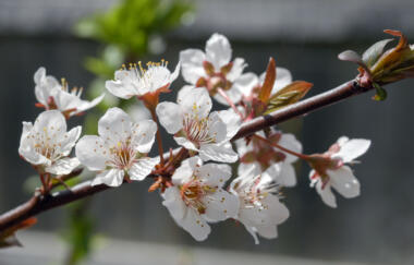 Van Aken Nichols Plum