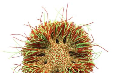 Oakes Frac Orange And Green 2005