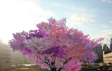 Van Aken Tree Of 40 Fruit