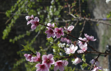 Van Aken Nursery Blossom 05