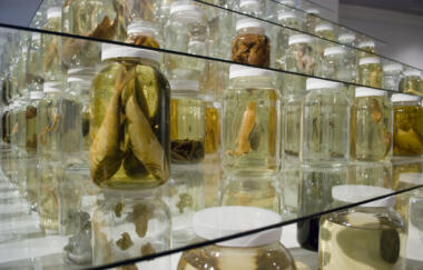 Ballengee Collapse 2012 Mixed Media Installation Detail 2