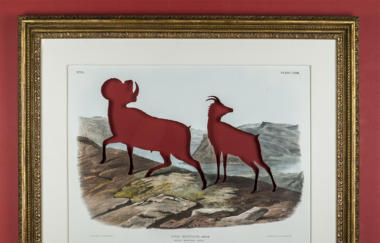 Balelengee Rip Audubons Bighorn Sheep After John James Audubon 2016 Red