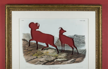 Ballengee Rip Audubons Bighorn Sheep After John James Audubon 2016 Red