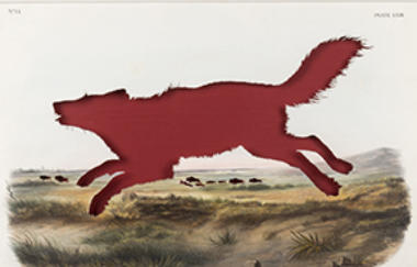 Ballengée Rip Florida Black Wolf After John James Audubon 2014 Red