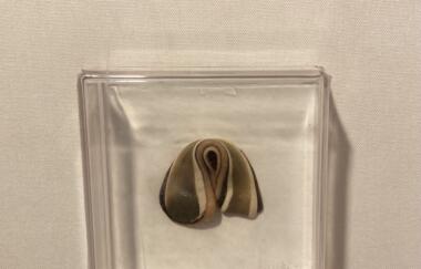 Mc Clure Wilke 1976 detail 1024x992