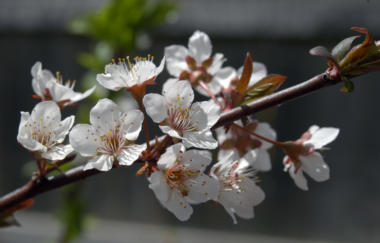 Van Aken Nichols Plum