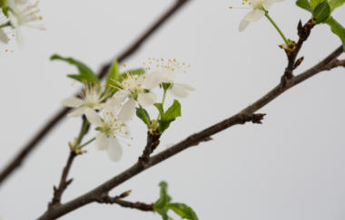 Van Aken Tree Of 40 Fruit The Michigan Trees 2016 Installation View05