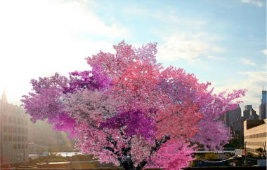 Van Aken Tree Of 40 Fruit